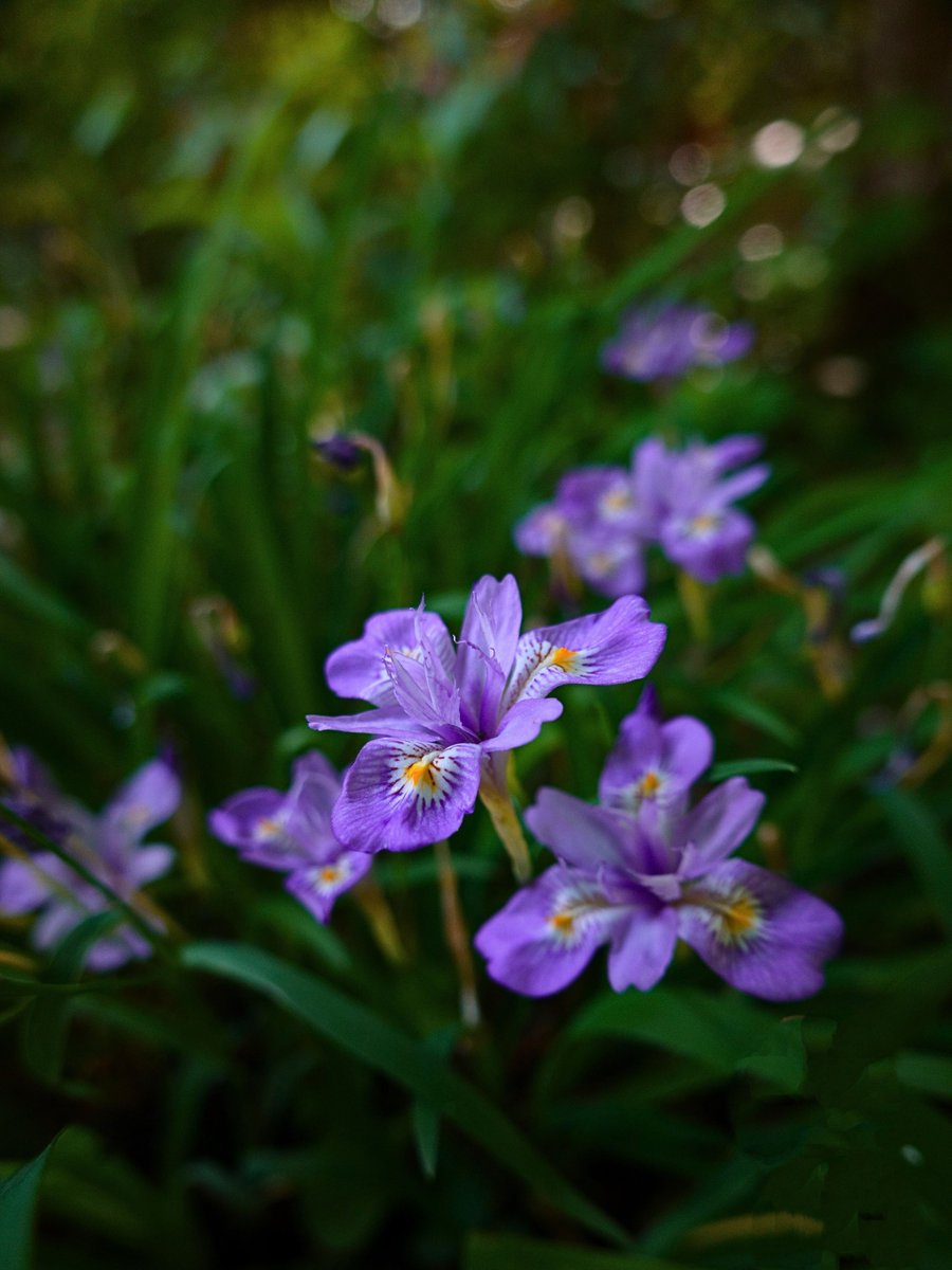 ☆おはようございます🙂🌿
今日もいい日でありますように!

　お互いの
　心の距離を

　ゆっくり
　縮めていくことで

　絆が芽生える･･⋈

ꔫ･ヒメシャガ(姫著莪)･ꔫ
花言葉は…❊内気な恋❊変わらぬ愛etc.🥰
#ヒメシャガ
#朝日山神蔵寺