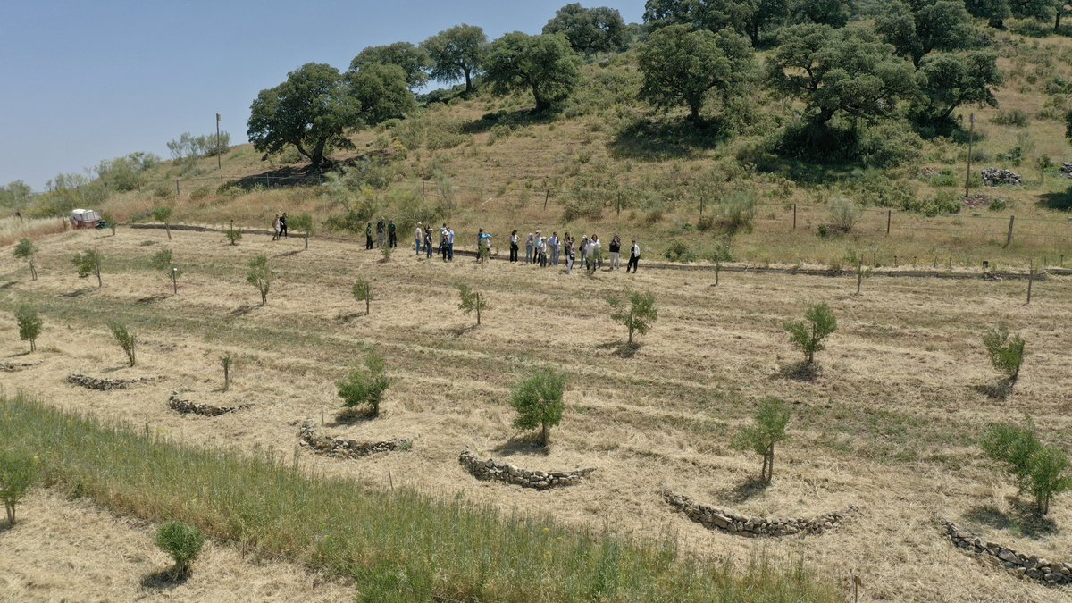 diputacionMLG's tweet photo. . @lanoria_mlg continúa apostando por la custodia del territorio con el proyecto piloto ‘Olivares Diversos Integrados’ para la mejora de la biodiversidad en #Montecorto.

🔗 https://t.co/RUigrzE3xJ https://t.co/TcoeMjwV0w