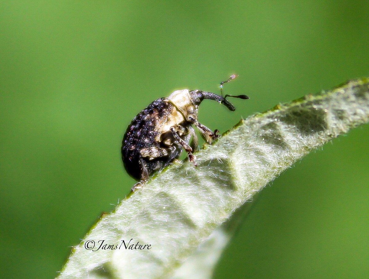 Weevil having a wander.