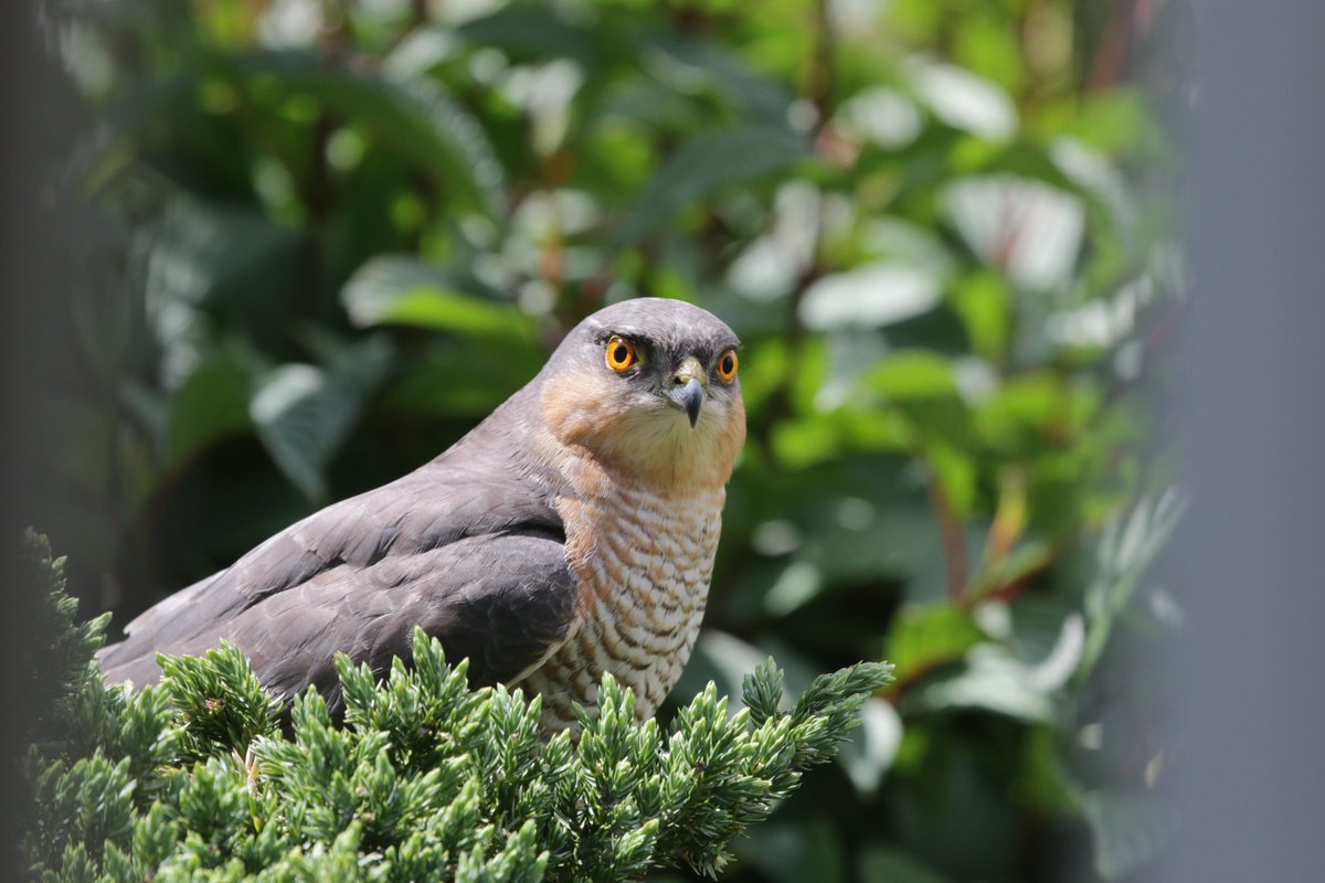 Today has turned into an unexpectedly good day! <a href="/BBCSpringwatch/">BBC Springwatch</a>