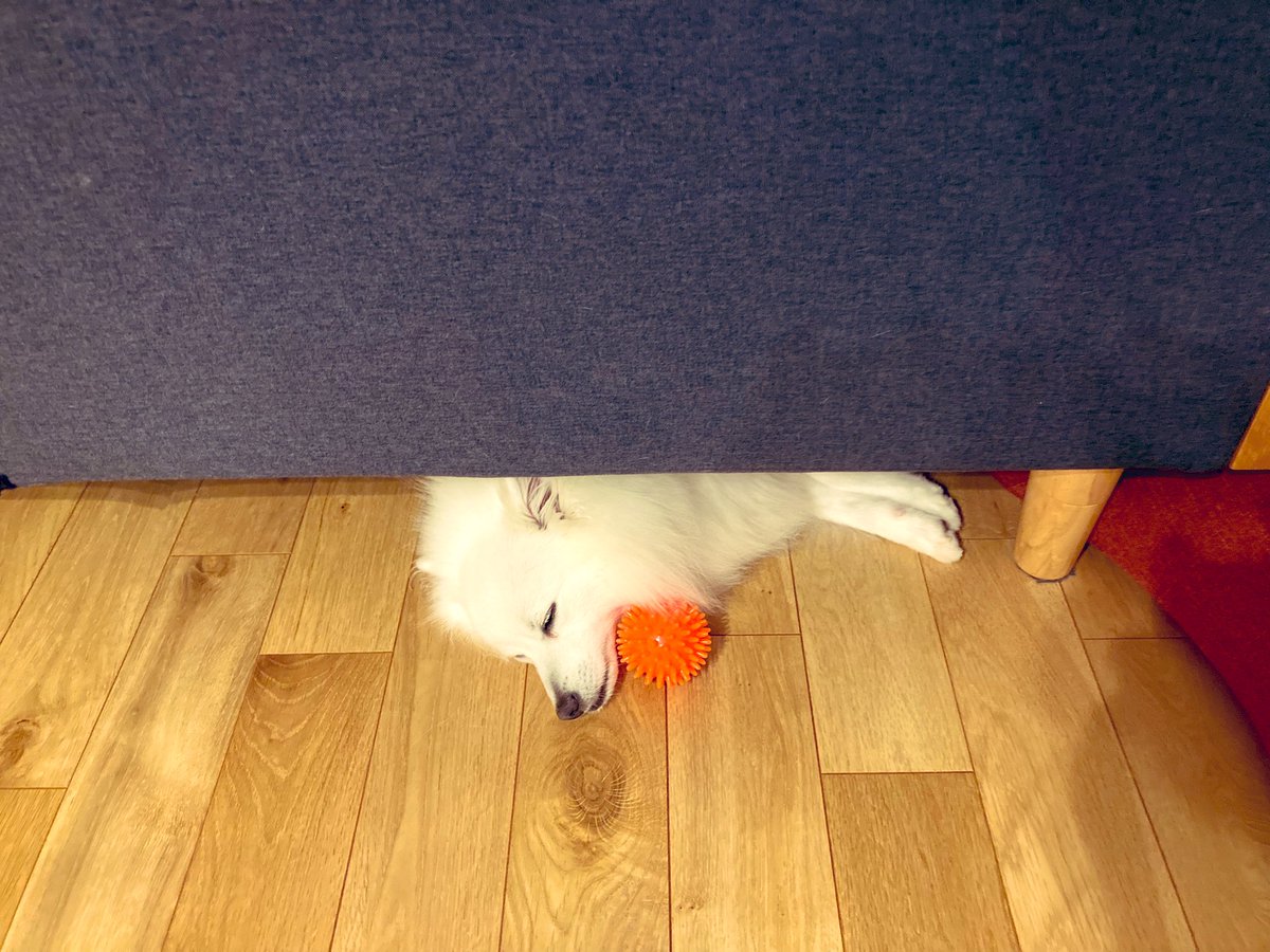Spitz_Letty's tweet photo. ボールが好きすぎて一緒に🐑💤
 #ball  #おねむ  #いぬのきもち 
 #犬がいる幸せ  #犬とのくらし https://t.co/8Sk9XSWIyo