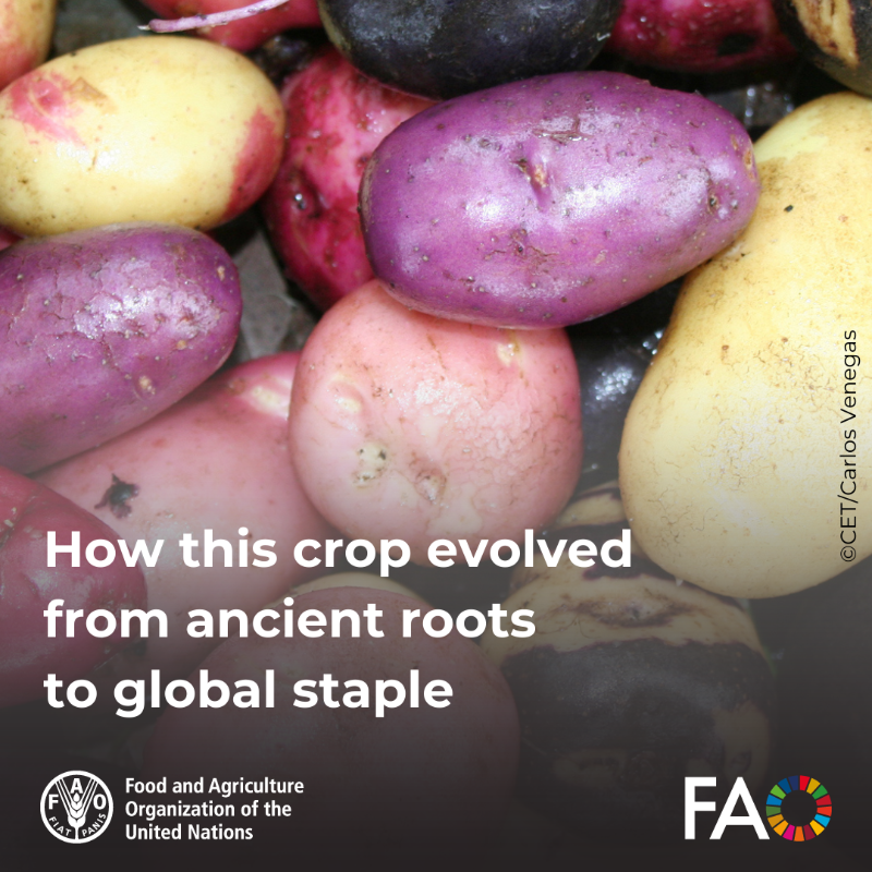 FAO's tweet photo. 🥔 From the Andes to the world, potatoes have transformed diets and cultures.

Discover how @FAO supports farmers’ efforts to preserve potato diversity and secure food for millions.