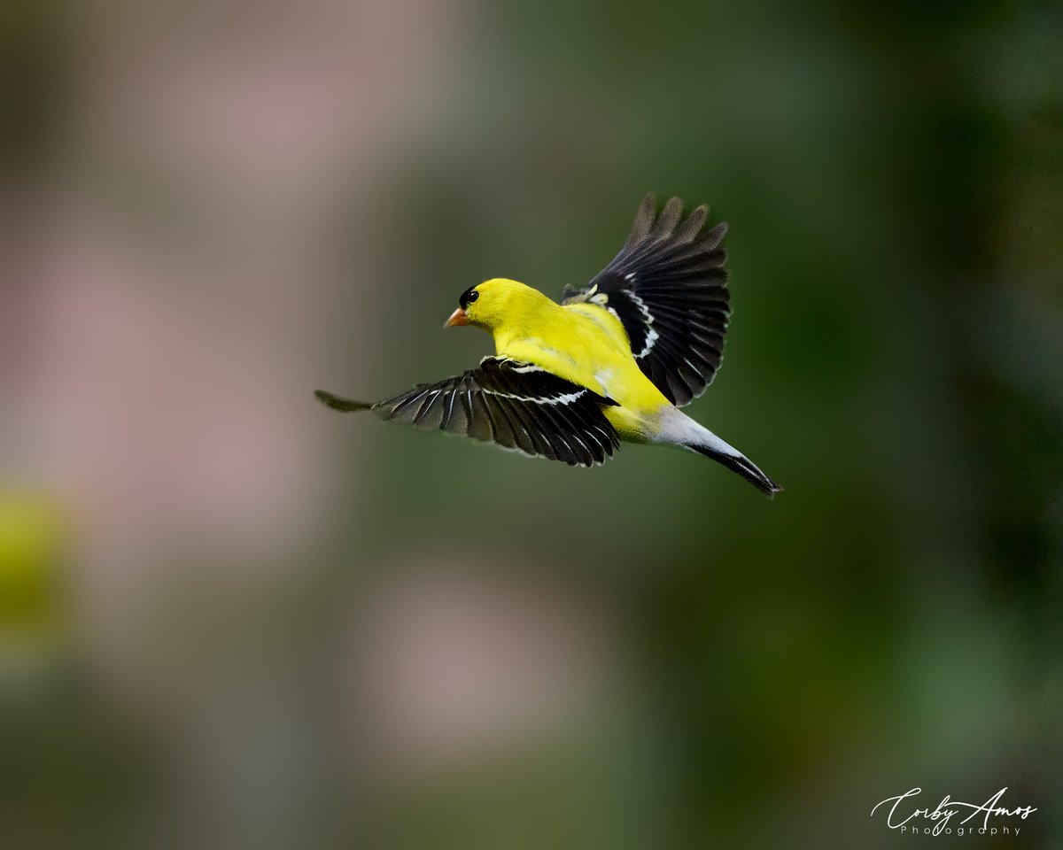 American Goldfinch
.
ko-fi.com/corbyamos
.
linktr.ee/corbyamos
.
#birdphotography #birdwatching #BirdTwitter #twitterbirds #birdpics #BirdsofTwitter