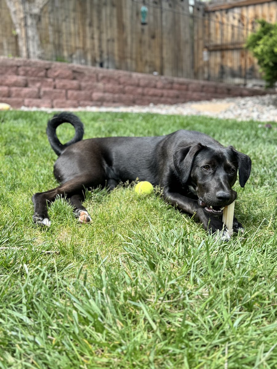 Happy Thursday #dogs #colorado #colorfulcolorado