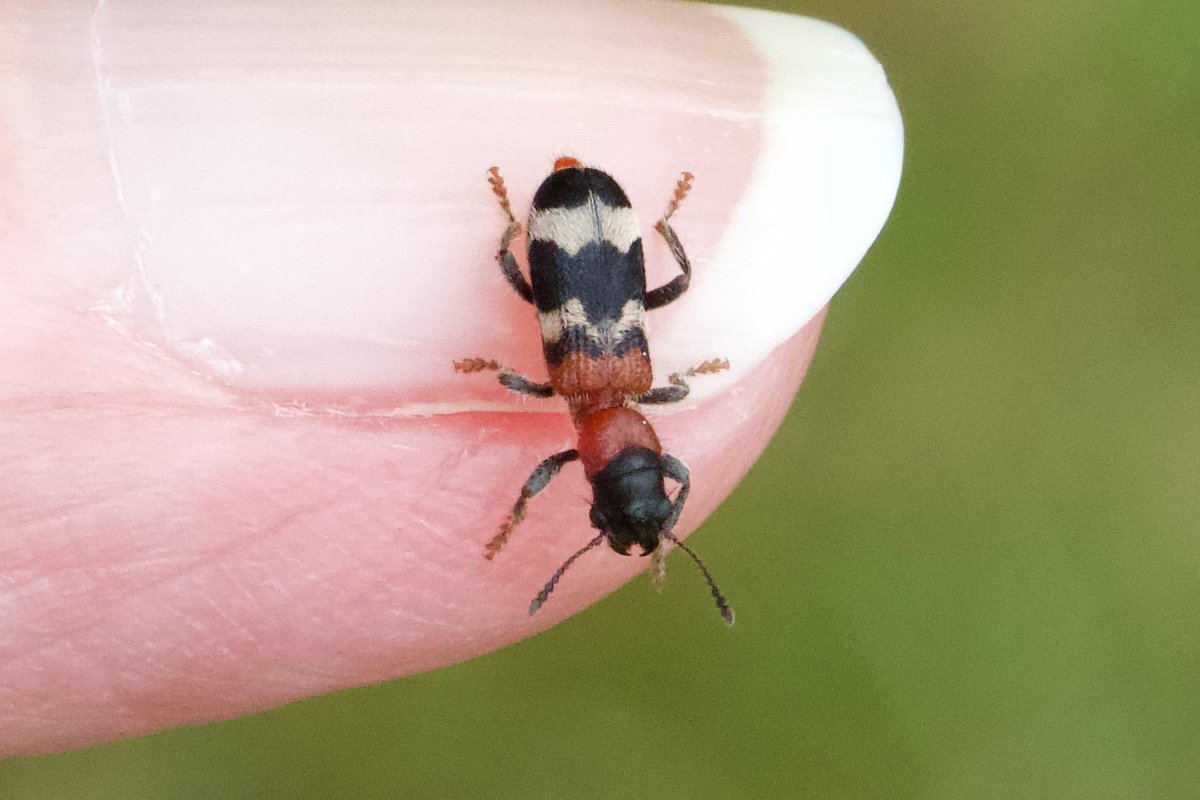This gorgeous tiny beetle landed on my arm when we were walking on Dunwich Heath, Suffolk. It’s an Ant Beetle Thanasimus formicarius and that’s my thumb nail (in case you were wondering 🤭) @nationaltrust