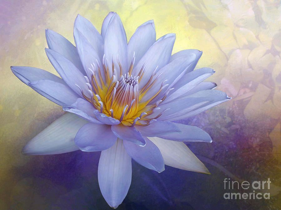 #Beauty Of A #Waterlily By Kaye Menner #Photography #prints #lovely #products at: bit.ly/3wKkXbP #Art #BuyIntoArt #AYearForArt #Artist #FineArtAmerica