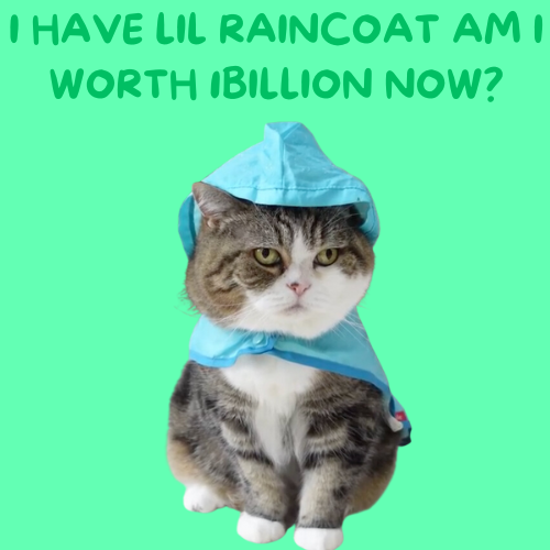 CatMaruX's tweet photo. coolest $Cat purrrr

meown soon https://t.co/McYk0sl8jH