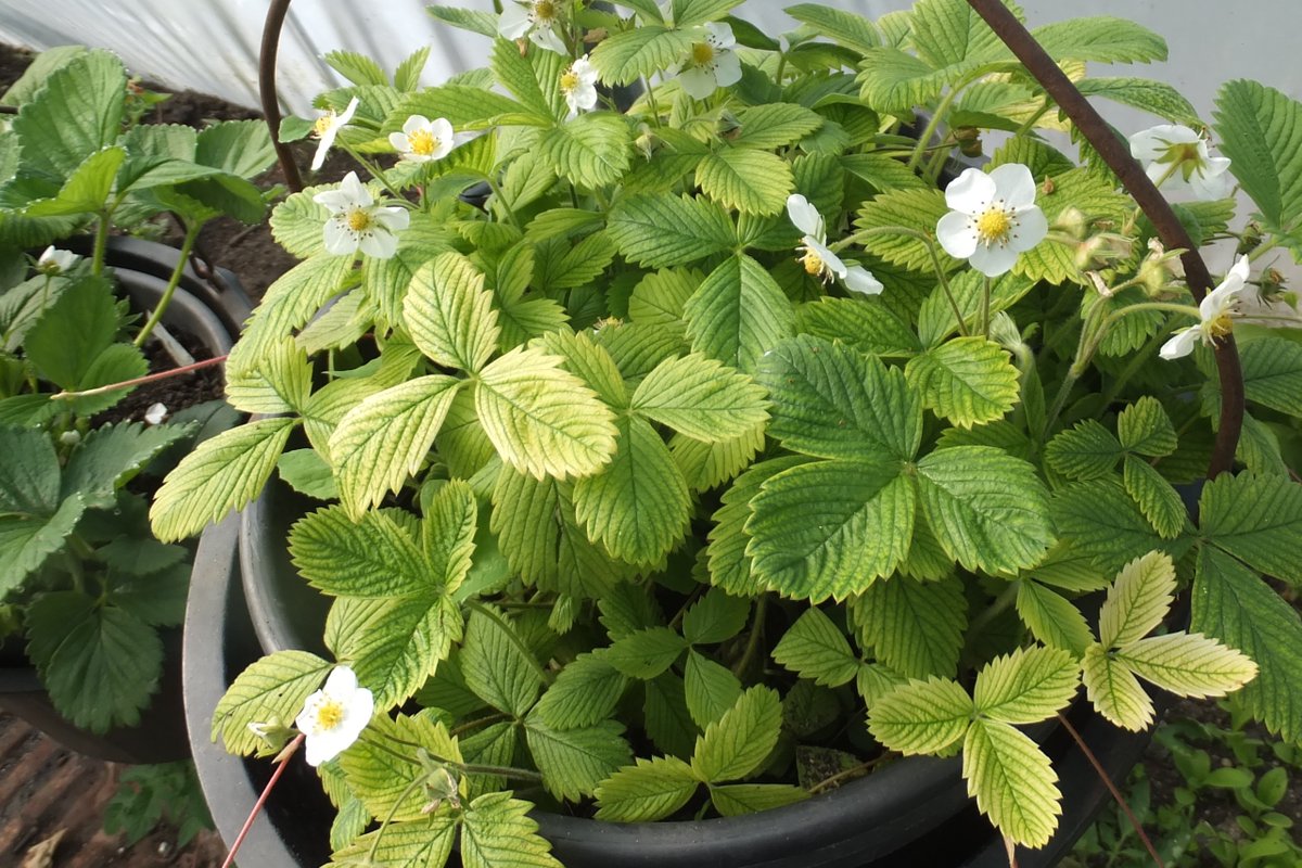 this Musk strawberry, Fragraria moschata, from seed, has yellower foliage than sister plants and is flowering well while the others have typically produced far more runners than fruits