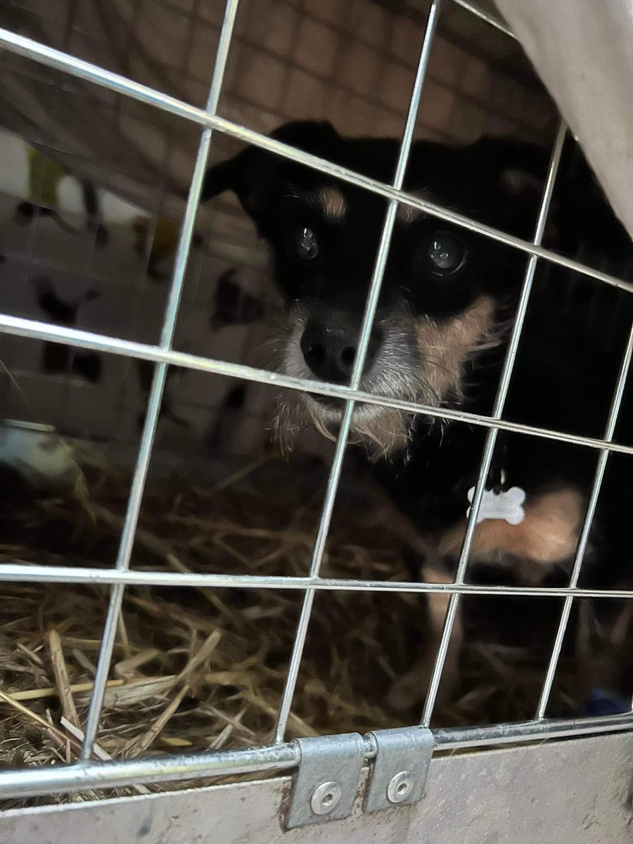 Ozzie the terrier from Market Harborough has been captured in Cornwall