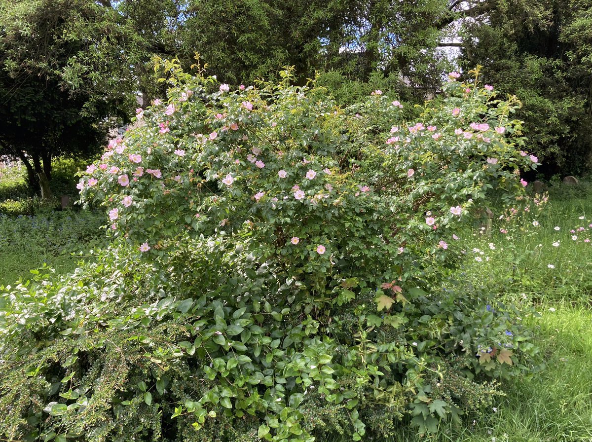 #Flowers showing hope springing eternally in #HistonRoad #cemetery #Cambridge.