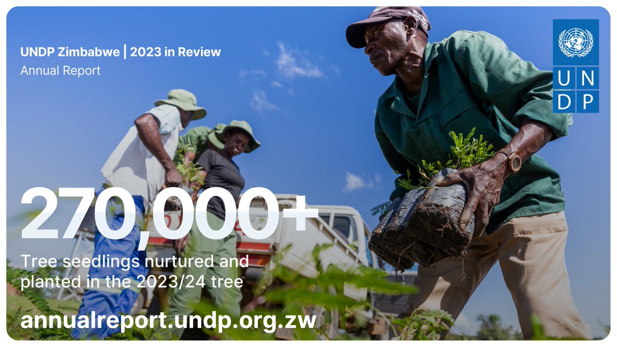 270,000 trees stronger! Our 2023 reforestation efforts are sprouting a greener future for Zimbabwe. Learn more about our collaborative planting, seedling distribution & fire awareness initiatives in our annual report: 🟢bit.ly/DoubleDownRepo… Thanks @theGEF & @forestrycom1