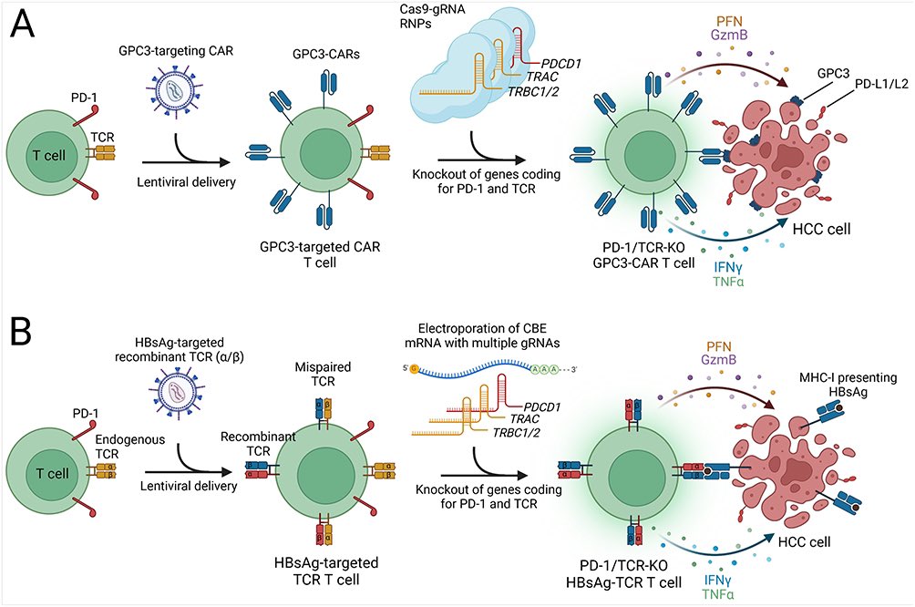ilyassahinMD's tweet image. Excited to share our new review article on #CRISPR technology in advanced #HCC treatment ! 🧬 

Special thanks to our first author @CRISPRvs for leading this effort.
@The__Liver @DovePress @UFHealthCancer 

  dovepress.com/crispr-in-targ…