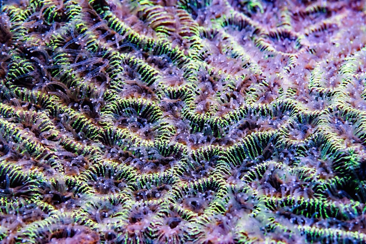 Coral polyps build reefs by secreting calcium carbonate. Tiny architects with a big impact! 🦑🏛️ #CoralReefs #MarineBiology