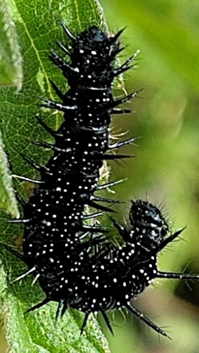 Dit is waarom je brandnetel toch deels zou moeten laten staan: rupsen van de mooiste vlinders leven ervan, hier kleine vos en dagpauwoog.