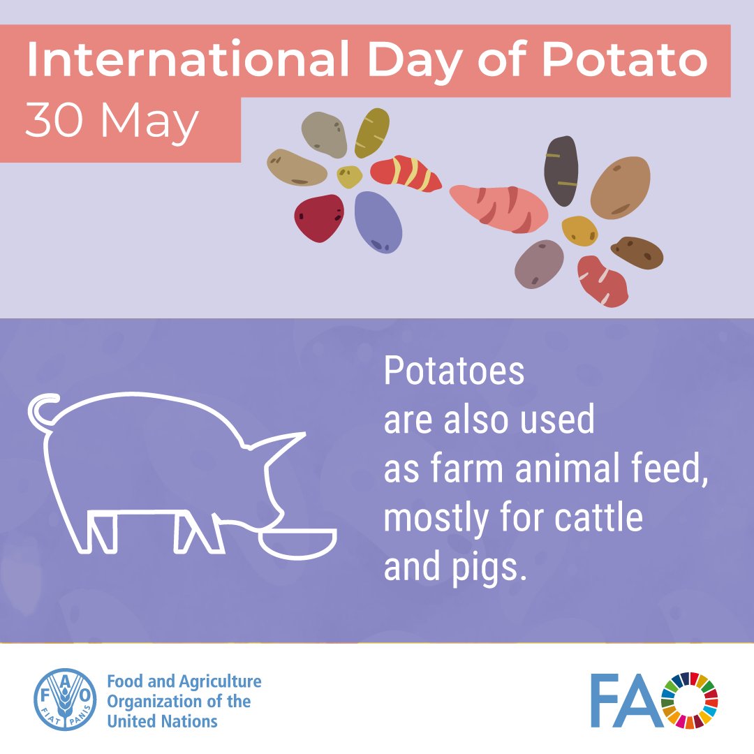 Did you know that dried potatoes are used as farm animal feed?🥔 Join us today for the #InternationalDayOfPotato to celebrate the incredible versatility of this staple crop. Learn more 👉 bit.ly/4bNVLjs