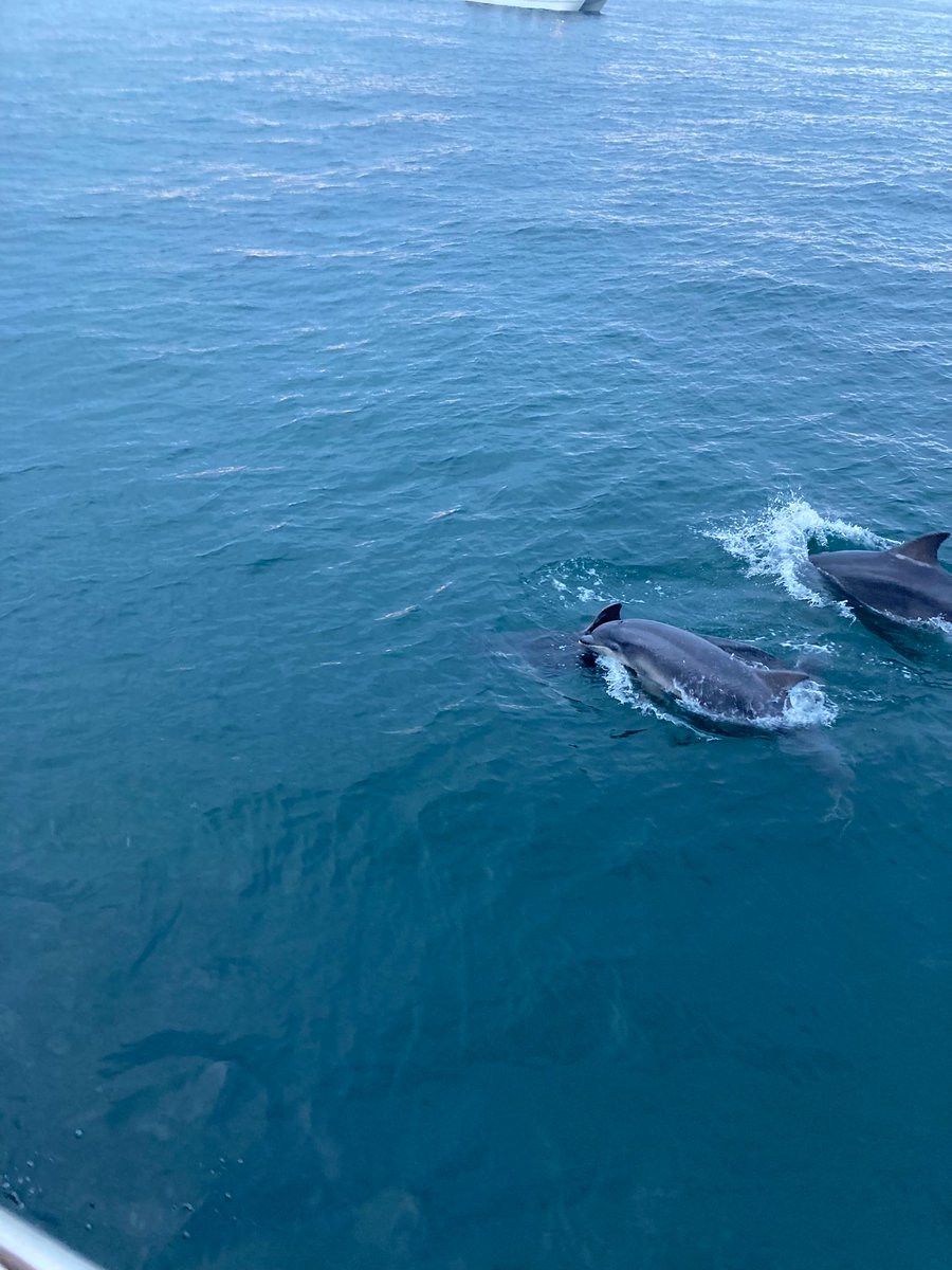 Emma Davies (@emmad198) on Twitter photo Had an amazing time on the Billy Sheils sunset cruise to the #FarneIslands last night. 🐬❤️ Thanks for looking after us! <a href="/thefarneislands/">Billy Shiel</a> Had an amazing time on the Billy Sheils sunset cruise to the #FarneIslands last night. 🐬❤️ Thanks for looking after us! <a href="/thefarneislands/">Billy Shiel</a>