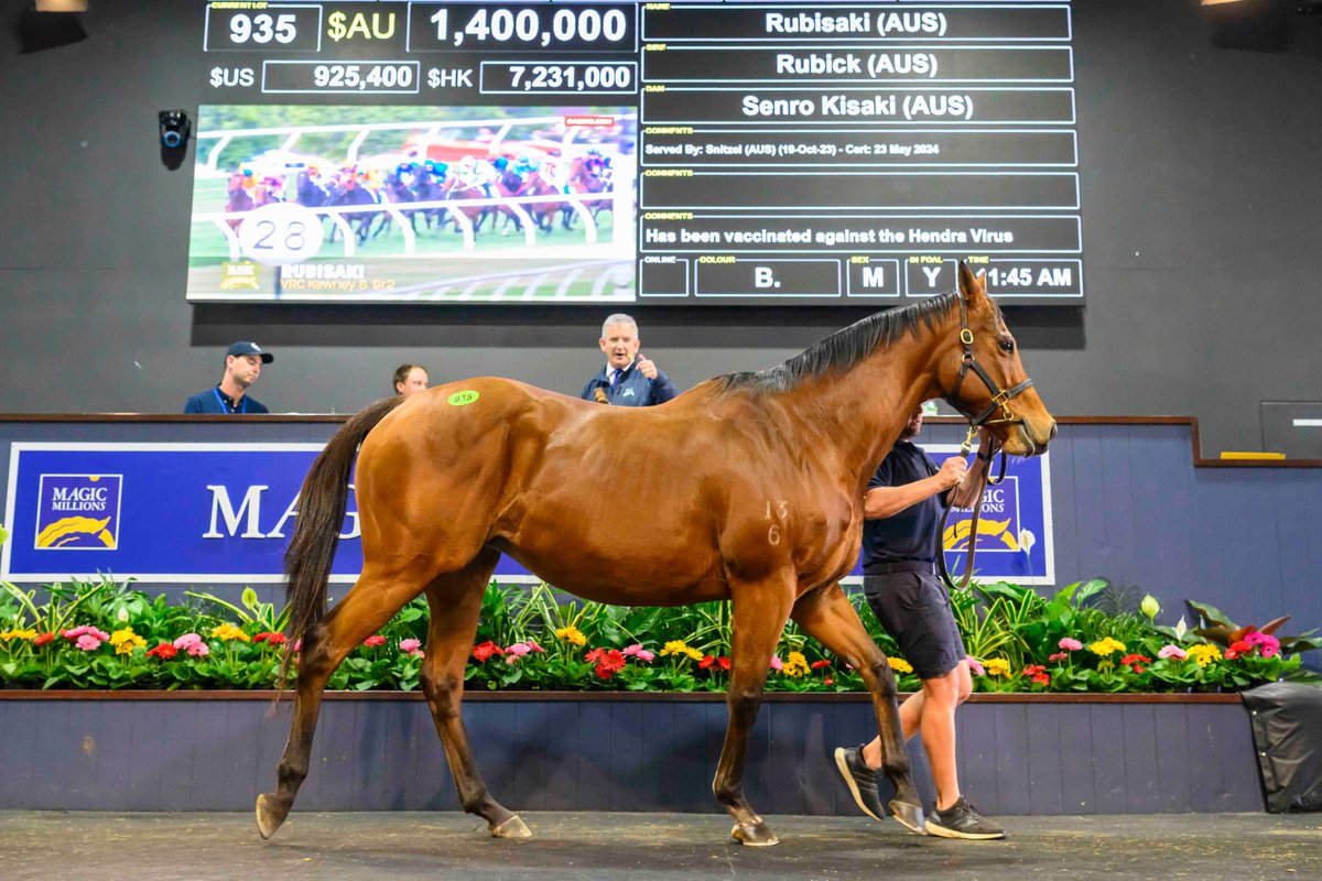 mmsnippets's tweet photo. NEWS: Rubisaki Stars as Successful National Broodmare Sale Ends

Triple Group winner Rubisaki was the star when selling for $1.4 million and topping the third and final day of a successful National Broodmare Sale on the Gold Coast.

Read more here: https://t.co/frspN3DwsS https://t.co/G0yb3ZKDY7