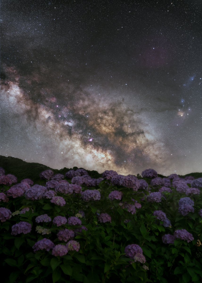 紫陽花を濡らす星の雨が美しい。