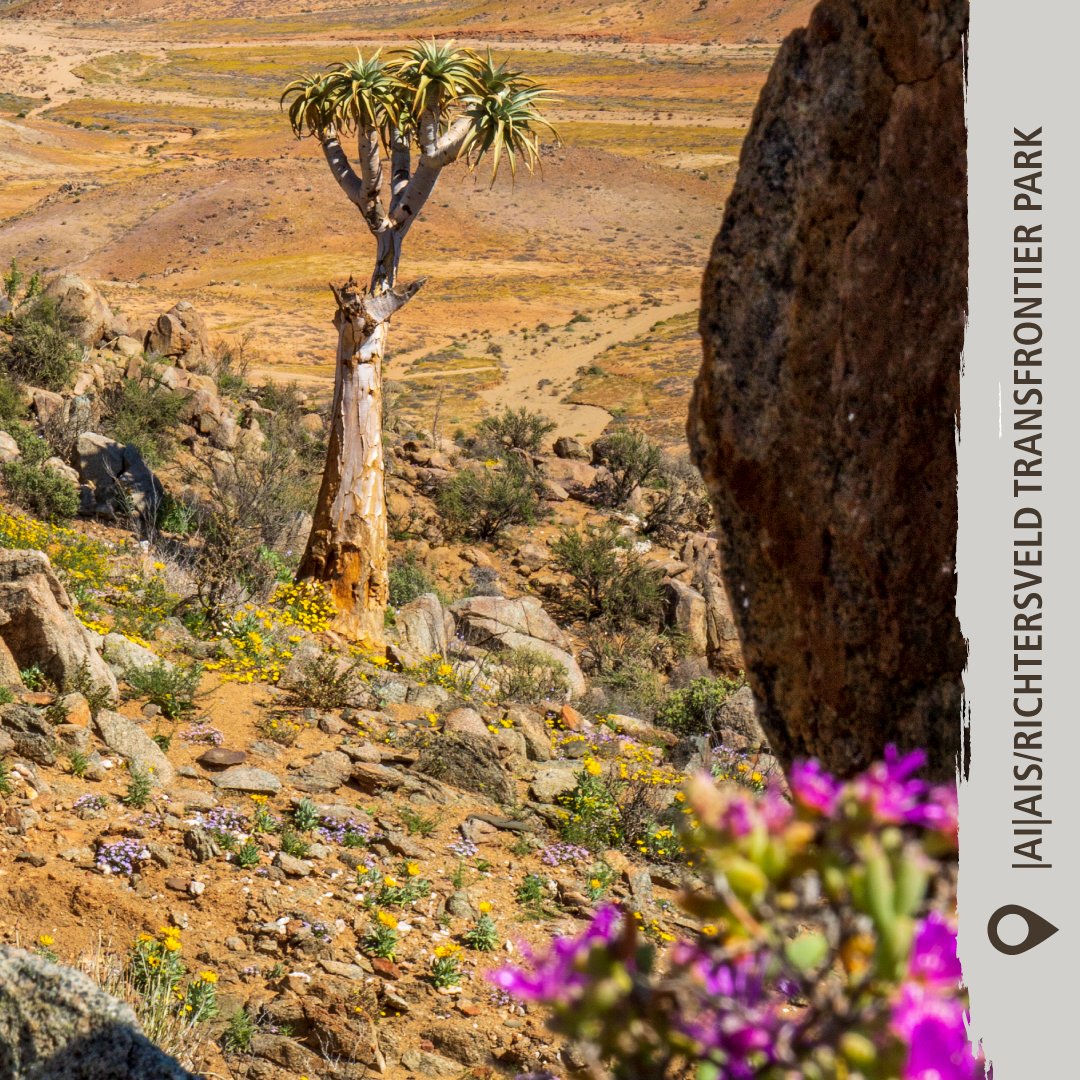The Southern region of the |Ai-|Ais/Richtersveld Transfrontier Park transforms into a blooming wonderland every single spring. Allow the external forces of nature to bloom within your soul! #AiAisRichtersveldTransfrontierPark