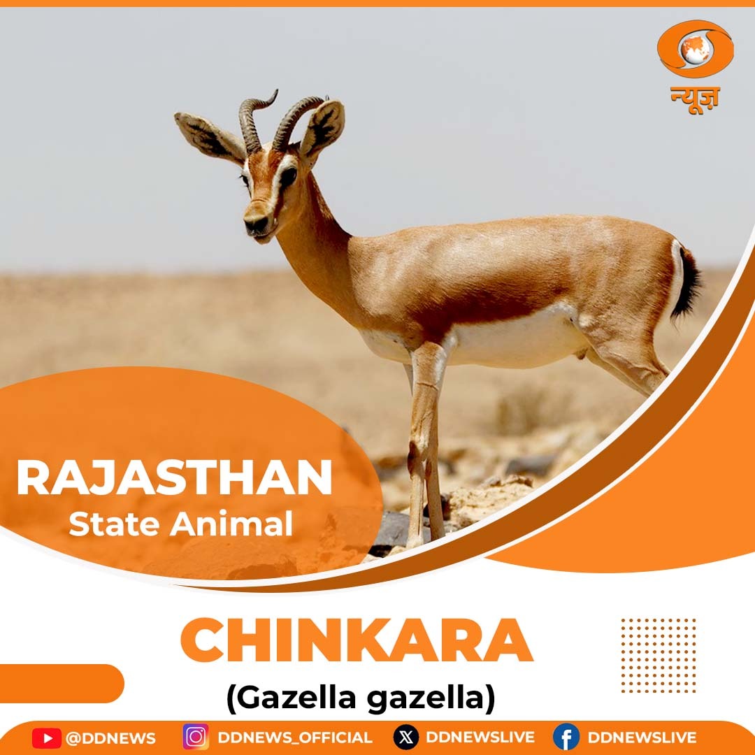 DDNewslive's tweet photo. #RAJASTHAN | Rajasthan's natural treasures are as vibrant as its culture!
Embrace Rajasthan’s rich biodiversity - from the state flower, #Rohida, jostling for attention alongside the majestic #Khejri tree, the regal #GreatIndianBustard and the agile #Chinkara.
Let's cherish and protect our #biodiversity!
#Rajasthan #biodiversitys #Nature