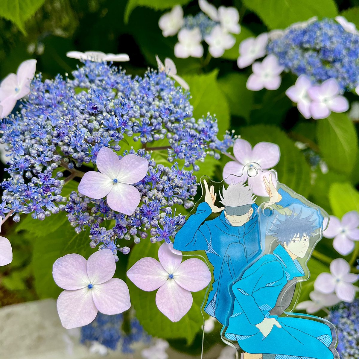 紫陽花と五伏
色も品種も様々で可愛いし低木なので撮りやすい🫶