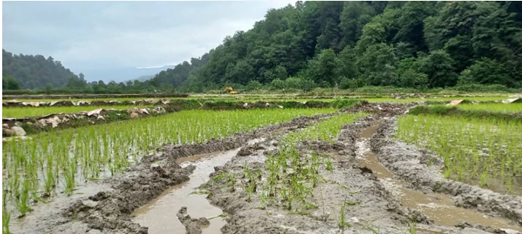 BahaiBIC_Rights's tweet photo. Photos of #Iran agents bulldozing #Bahai-owned rice fields in Ahmadabad, Mazandaran, destroying crops in the attack. Agents had illegally fenced off the lands in January. This is cruelty, economic apartheid, and religious cleansing to drive the Bahaโis off their own lands. #ItsTheirLand #OurStoryIsOne #HumanRights