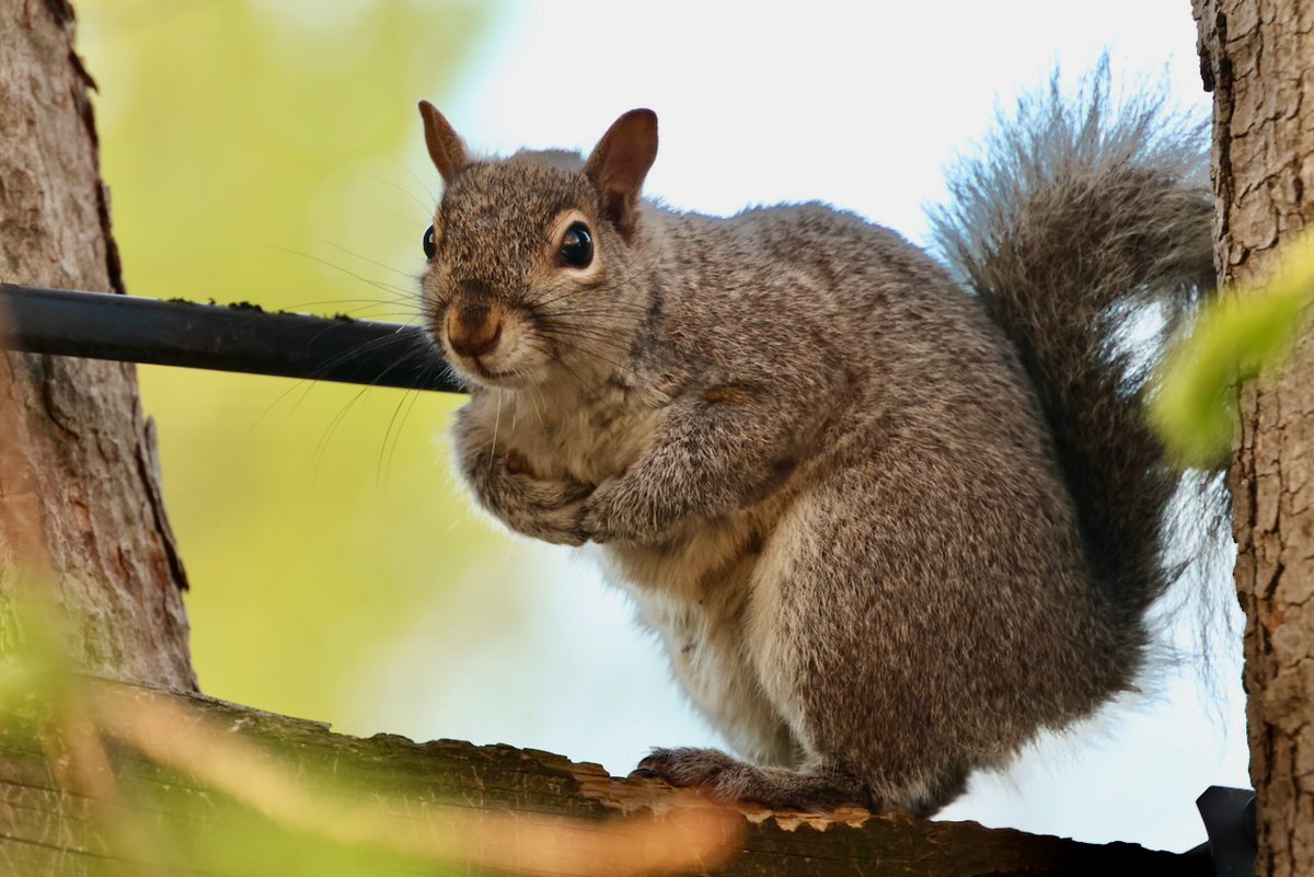 It's going to be a great #Sciuridae for nut gathering!

On #Sciuridae, be calm, be cute, be squirrelly.

Every day is #Sciuridae!

#fightlikeasquirrel #SquirrelStrong 🐿️💪#SaveGreySquirrelUK #SquirrelScrolling #squirrel #Eichhörnchen