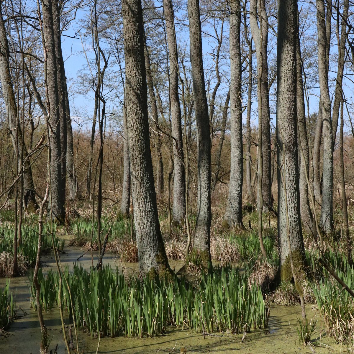 succow_stiftung's tweet photo. 🌲 Lust auf eine #Wald-#Exkursion ins #Bollwintal?⏰ Am 6.6. ab 16.30 Uhr!  Es geht um die Bedeutung des Waldes für das ökologische Gefüge im Bollwintal. 🌳 Vorbeischauen und Weitersagen! 
👉 https://t.co/GaiHIoiWXH https://t.co/CfnzHFOqF7