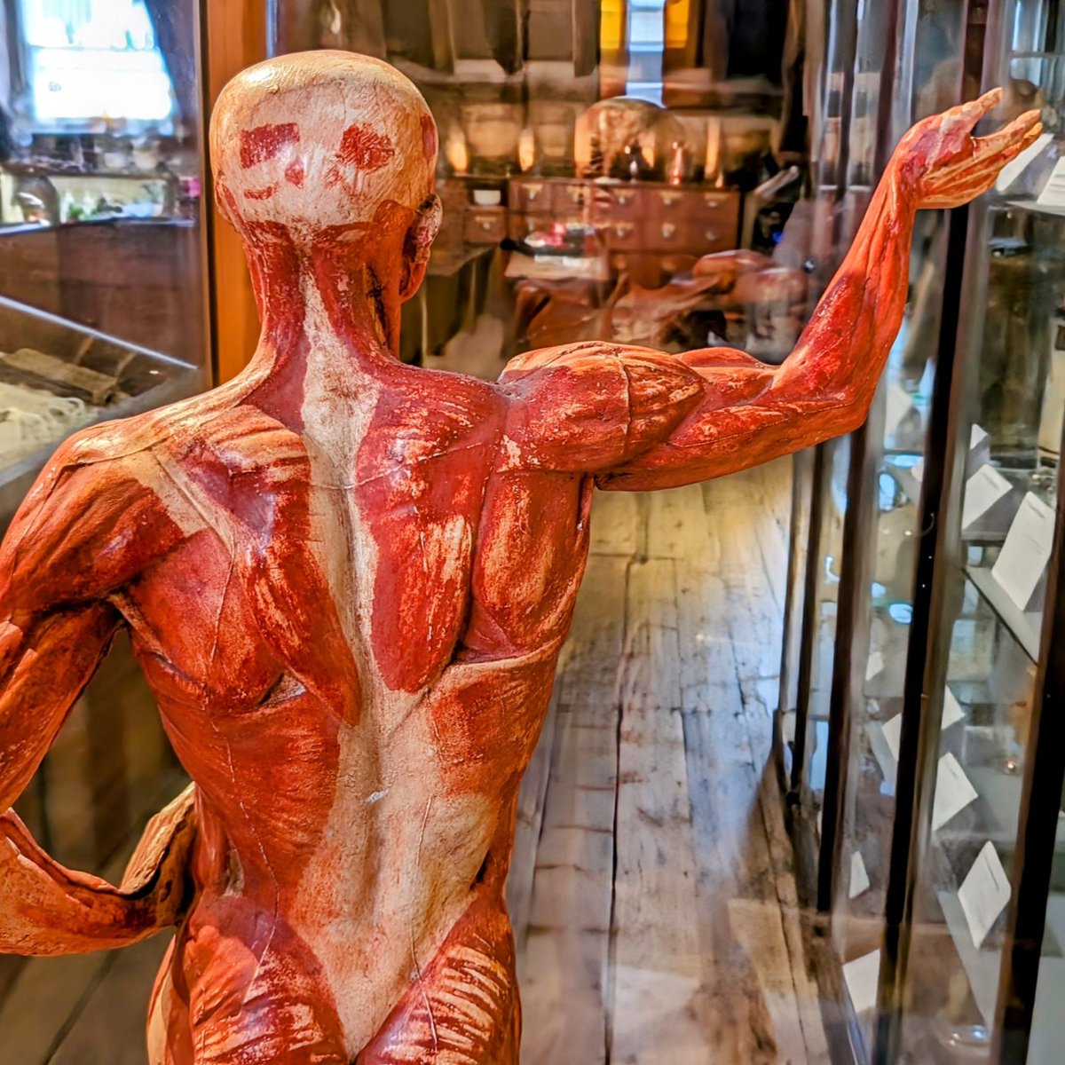 OldOpTheatre's tweet photo. Curious about our new sculpture? Why not stop by the museum to check out our brand new redisplay of the Anatomy &amp; Dissection bay? You wil also be able to check out the incredible skinless bum 🍑 of our écorché reflected in a mirror! 😉 #MuseumBums  👉  https://t.co/TNVer3Yz99 https://t.co/mLCl37g9Tk