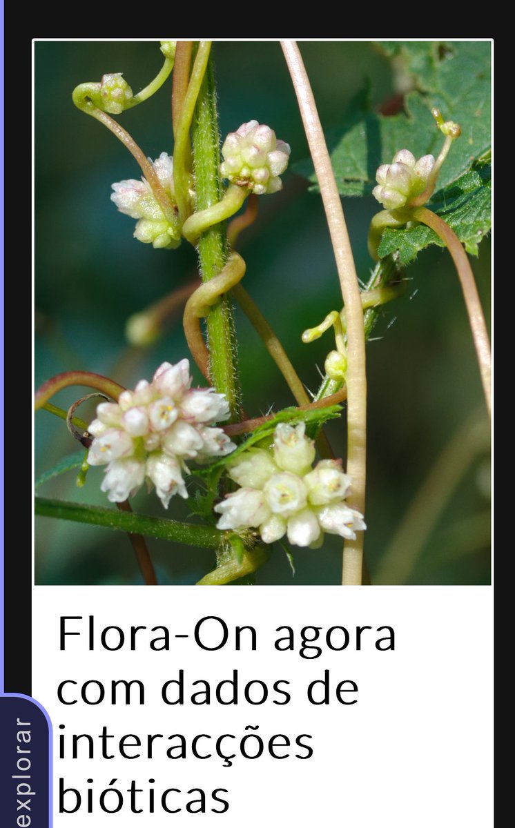 Flora-On agora com dados de interacções bióticas flora-on.pt/novidades-arqu… #floradeportugal