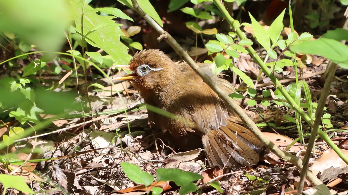 ガビチョウ, Hwamei, Garrulax canorus
#Wildbirds #birds #wildlife
