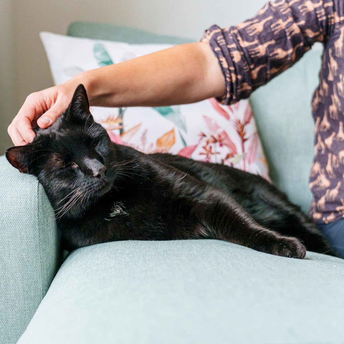 Although some cats love to snuggle up to their person, many prefer their own space. Our cats show us signs when they want to be left alone. There are many other ways to show your cat love, other than a hug: spr.ly/ShowYourCatLov… #NationalHugYourCatDay