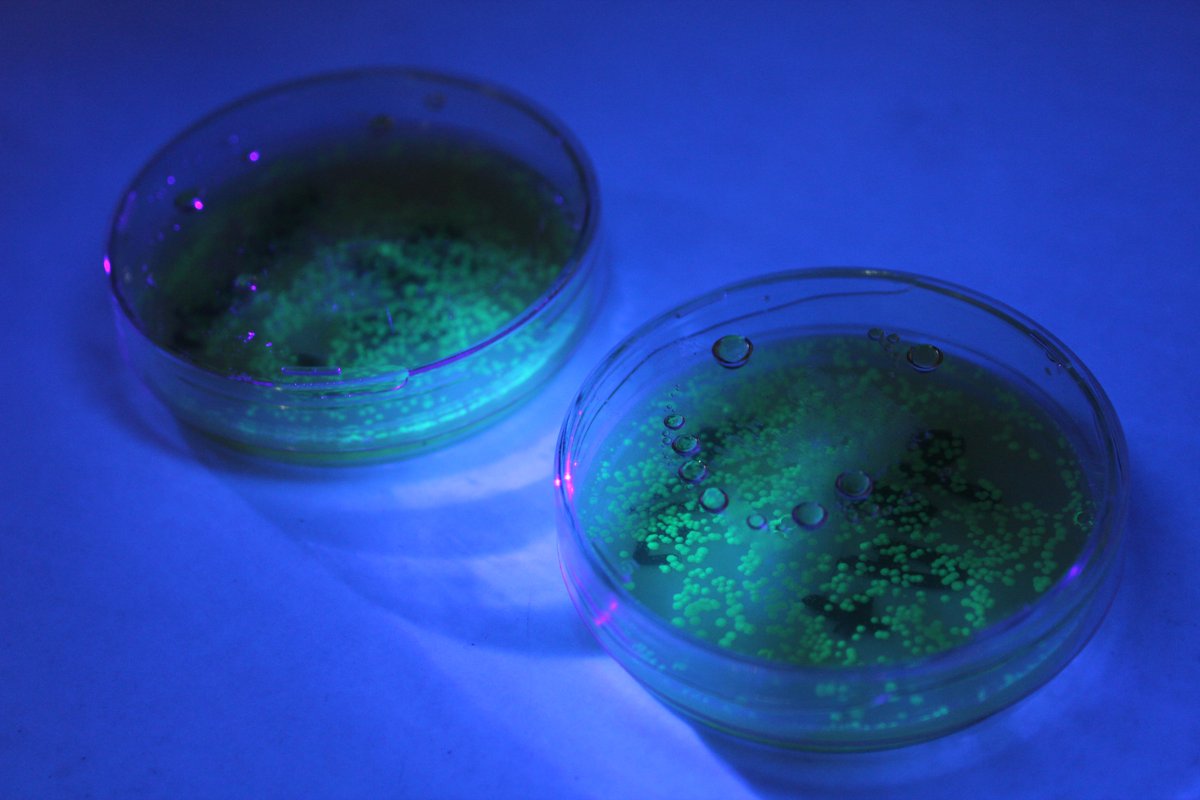 Upper Sixth Biologists have been successfully genetically engineering bacteria to express the green fluorescent protein gene from jellyfish, which causes it glow green under UV light. 

The results are glowing! Great work Upper Sixth. 🧫✨

#science #STEM #stemlearning #biology