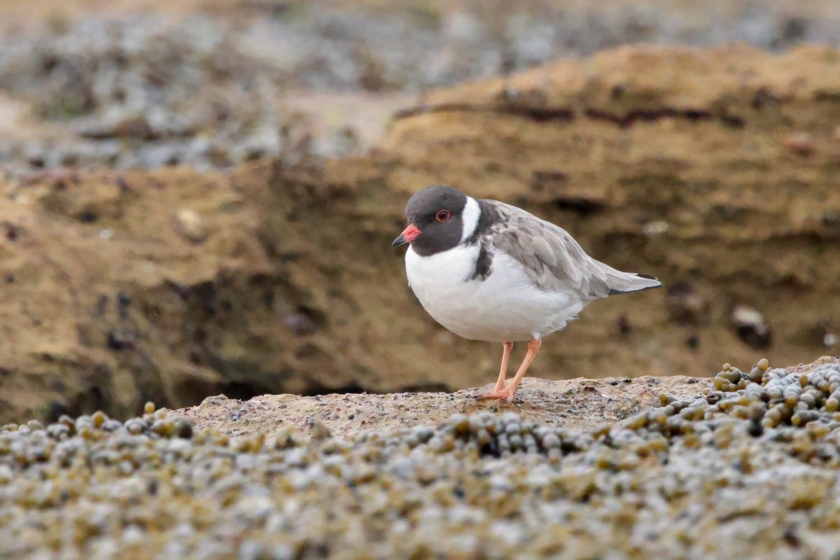 Hooded Plover at Anglesea this morning, ready for the Beach-nesting Birds Conference starting tomorrow with @birdlife_hoodie. #shorebirds #WildOz