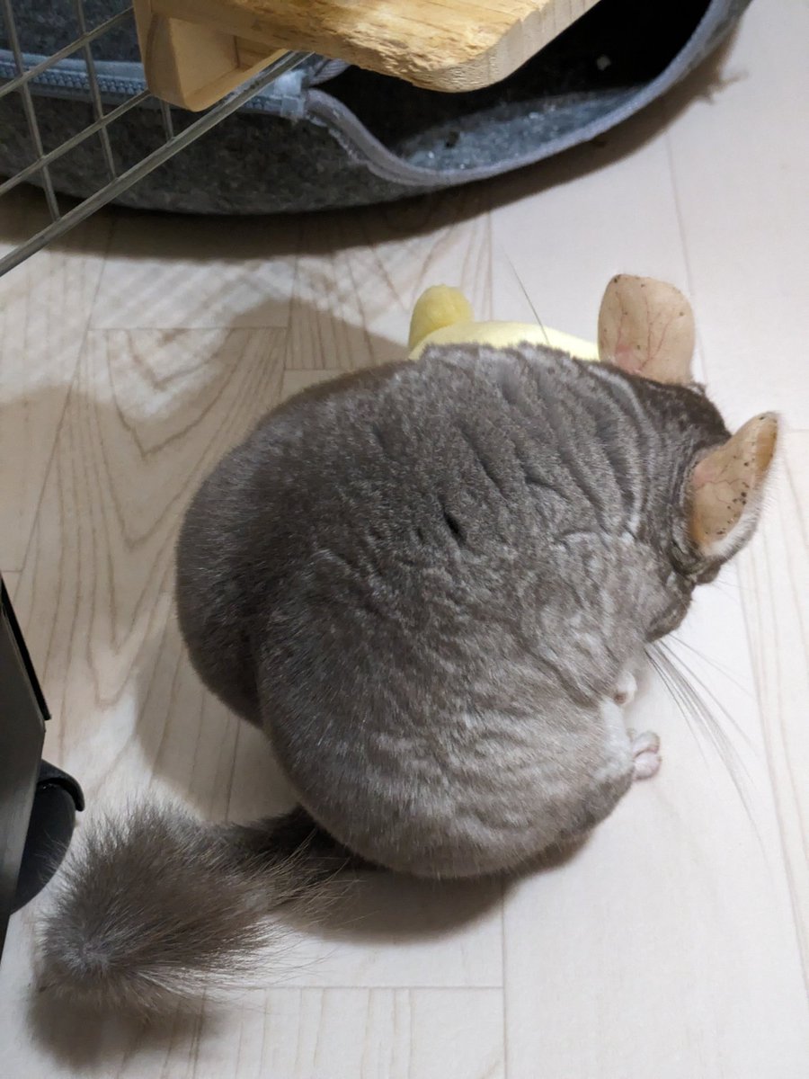 ﾃﾝ♂ｳﾅ♀🐭🐭 tweet media
