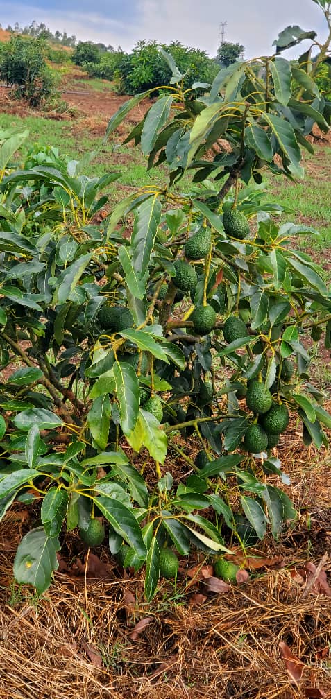 Tanzania's Hass Avocado Potential
Focus Areas:
-Education:Essential for production safety and consumer security.
-Standards:Adherence to international standards, high-quality fruits, and proper pesticide use.
-Expertise:Education and agronomists are key in farming and quality.