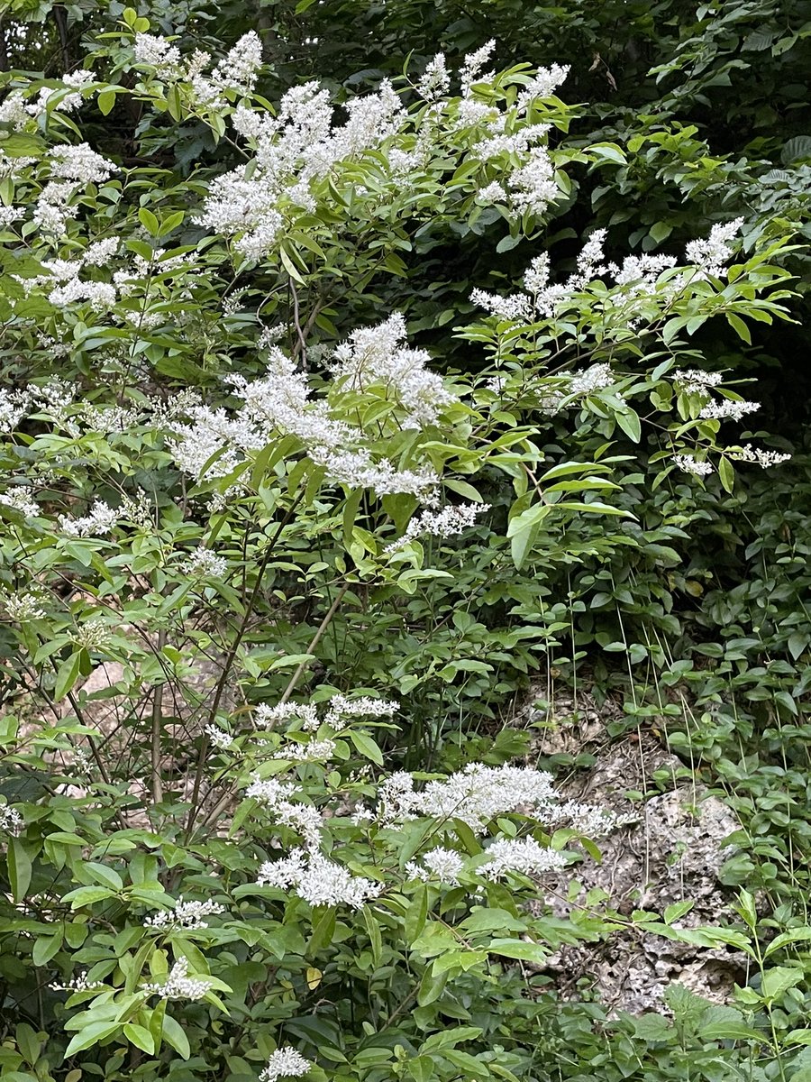 Anna Lucia Montanari tweet media