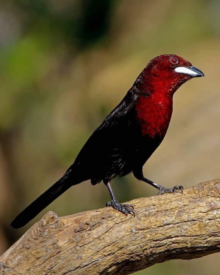Le Tangara à bec d'argent, également appelé Tangara jacapa, est une espèce d'oiseaux de la famille des Thraupidae.
Cet oiseau se trouve en Amérique du Sud depuis la Colombie et le Venezuela jusqu'au Paraguay et au centre du Brésil et sur la Trinité présent en Guyane .
