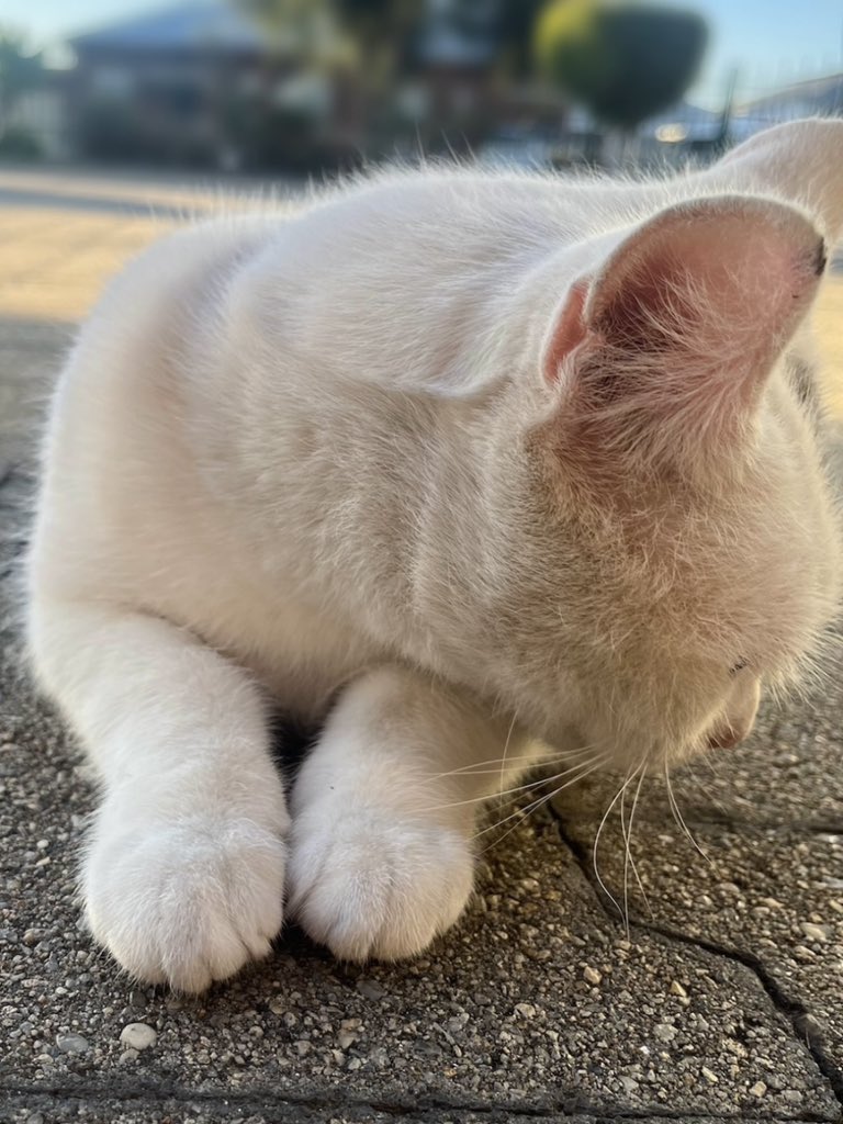 Why won't you look me in the eye? 🤨

#IFeelGuilty #cat #CatLife #HalfStrayCat #WhiteCat #BlackCat #LovelyCat #PawPads #Cattastic #CatOfTheDay