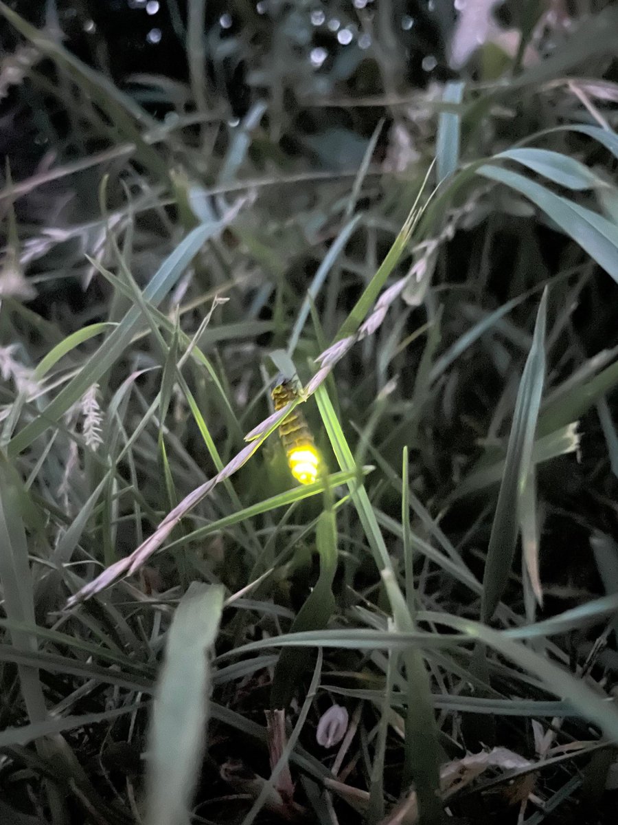 Buzz_dont_tweet's tweet photo. The #Aurora got everyone talking earlier in May. 

Missed it?  Fear not, nature’s nocturnal light shows are just warming up!

🌈 Join Buglife's Social Change &amp; Advocacy Officer, David, as he shares his experience &amp; explains more
👇
https://t.co/CVnDvMMrfo

#NurtureTheNightShift https://t.co/LTQG2gvE2I