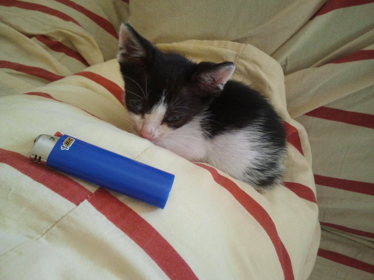 Aragon als ich ihn bei sintflutartigem Regen noch kurz vor einem Gulli schnappen konnte