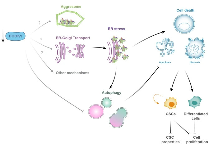 Online!📌

Protein homeostasis maintained by HOOK1 levels promotes the tumorigenic and stemness properties of #ovariancancer cells through #reticulumstress and #autophagy

Read here🧐
jeccr.biomedcentral.com/articles/10.11…

#Stemness
#Proteinhomeostasis