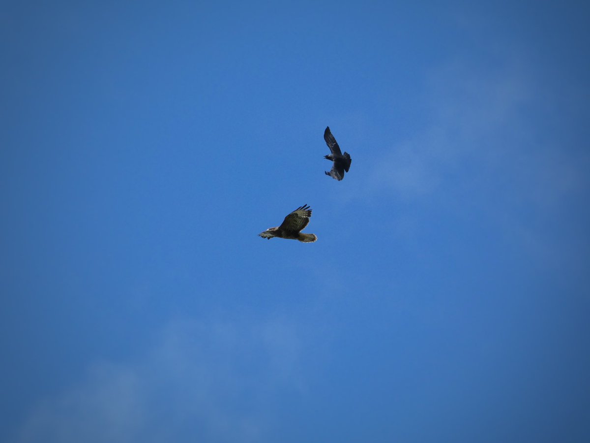 LouPhotosby's tweet photo. Buzzard being chased off by the crows @fountainsabbey #buzzard #northyorkshire https://t.co/GRcLYFH2RK