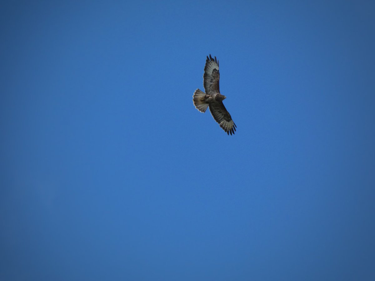 LouPhotosby's tweet photo. Buzzard being chased off by the crows @fountainsabbey #buzzard #northyorkshire https://t.co/GRcLYFH2RK