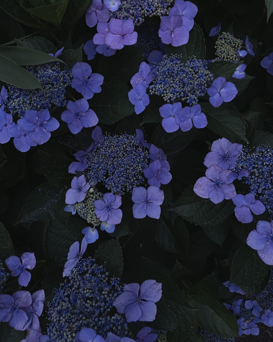 海のような深い青に染まる 紫陽花