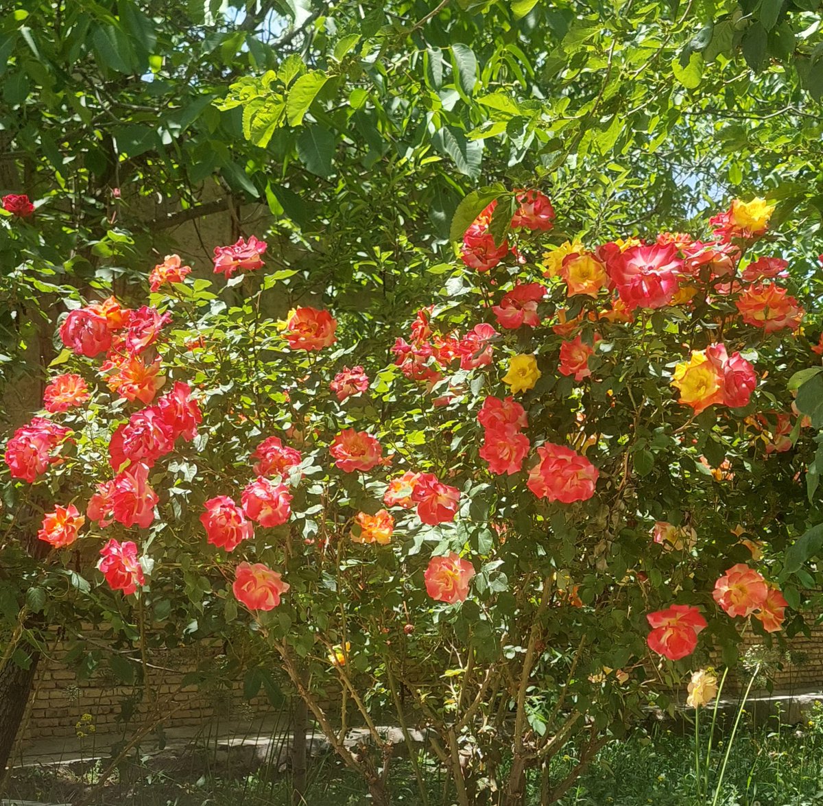 AliRFereidunian's tweet photo. "شناسایی راز گل سرخ" نام پادکست جعبه شماره ۱۴ از منصور ضابطیان، و بهترین متنی است که در رابطه با گل سرخ و رز به فارسی خوانده یا شنیدهام:
https://t.co/vihLZuLaTw
#رزنگاری
#گلنگاری
#گلسرخ
#rosegraphy
#flowergraphy https://t.co/eqmkZXL08Z