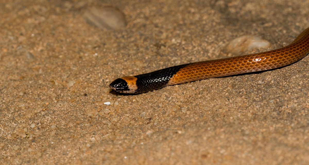 Researchers have discovered a new distinctive and secretive #snake species in the Hejaz region of Saudi Arabia, dubbing it “the missing piece of the puzzle” as it fills a large distribution gap for its genus. 🐍🇸🇦

🔗 Read about it on the <a href="/Pensoft/">Pensoft</a> blog: blog.pensoft.net/2024/05/30/sna…