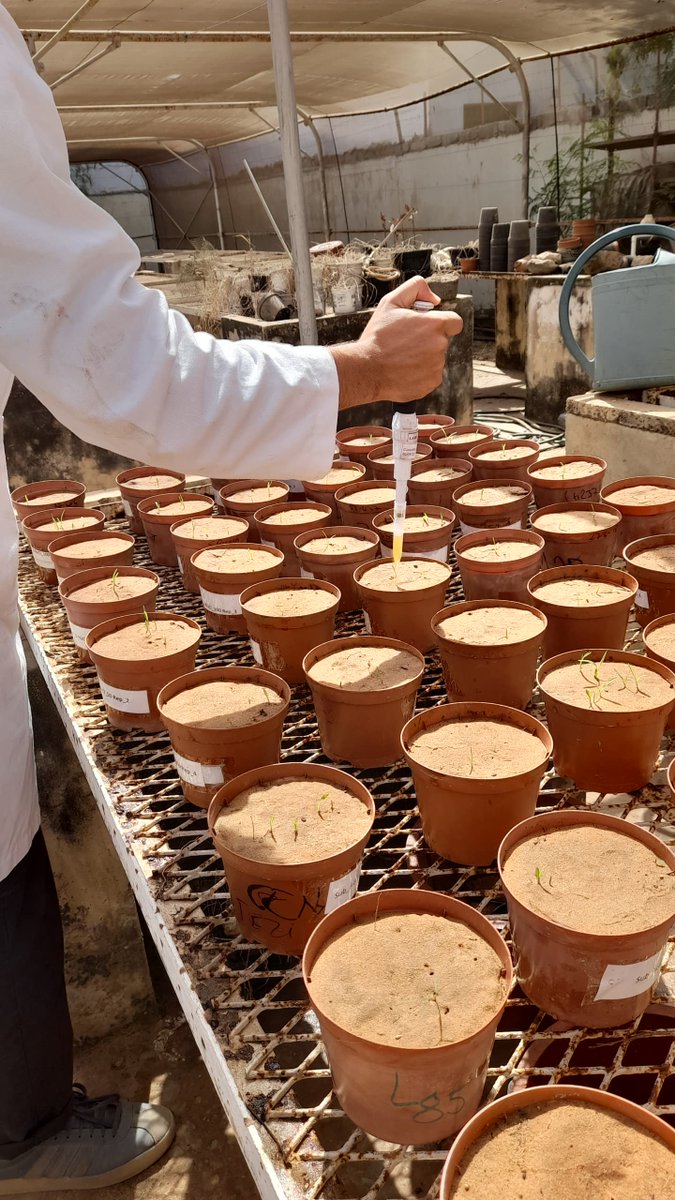 📢 One of our #PhD students received the <a href="/AWARDFellowship/">AWARD Fellowships</a> to study climate change adaptation in Africa.
▶️The fellowship enabled him to use agri-food wastes to produce #biostimulants, mitigating #climatechange’s negative effects on #agriculture.
👉 bit.ly/4bQDhPu