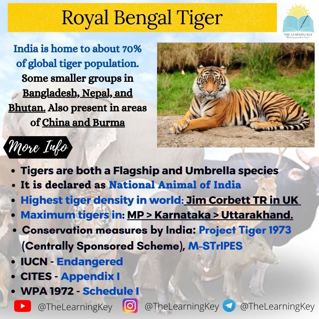 TheLearningKey's tweet image. Royal Bengal Tiger