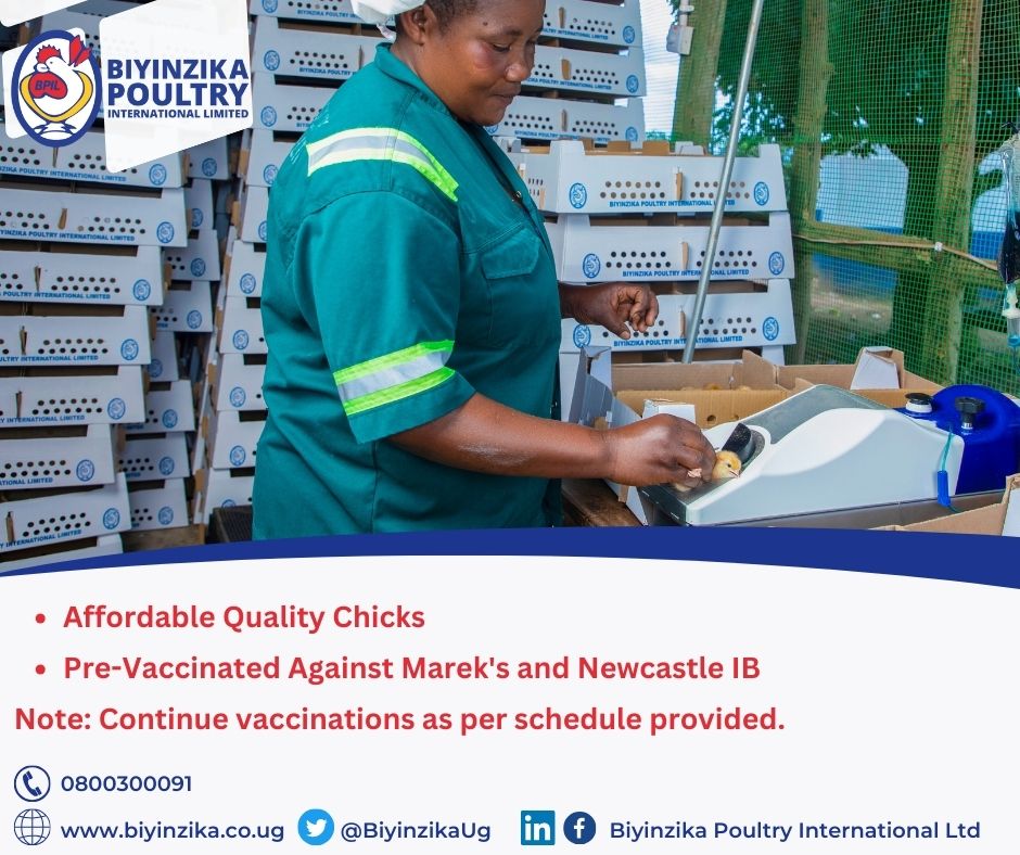 Are you planning to start a poultry business?
Start strong with Biyinzika Poultry chicks! Pre-vaccinated for Marek's & Newcastle, ensuring healthier flocks and better farm results. 
For inquiries on how to place your order and more, contact us on 0800300091!
#PoultryFarming